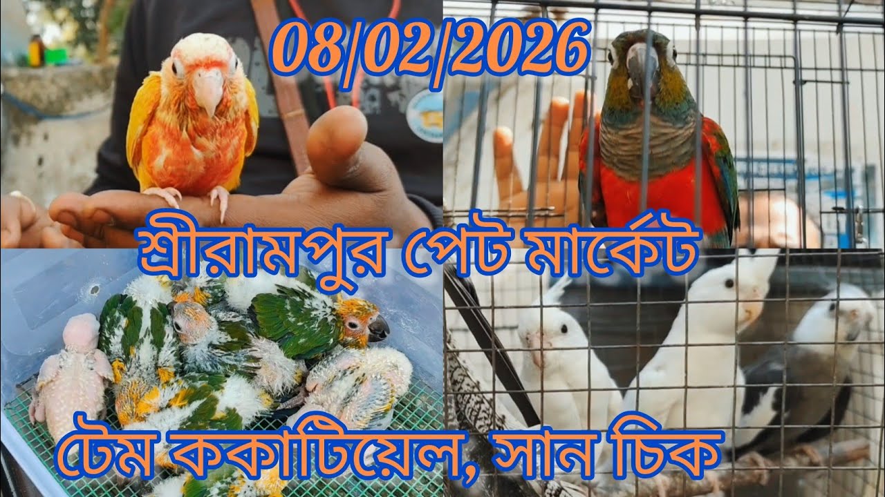 Current Exotic Birds Price Update 🦜 Shrirampur Pet Market 🐦 08/02/2026🦜 টেম ককাটিয়েল, সান চিক 🦜 