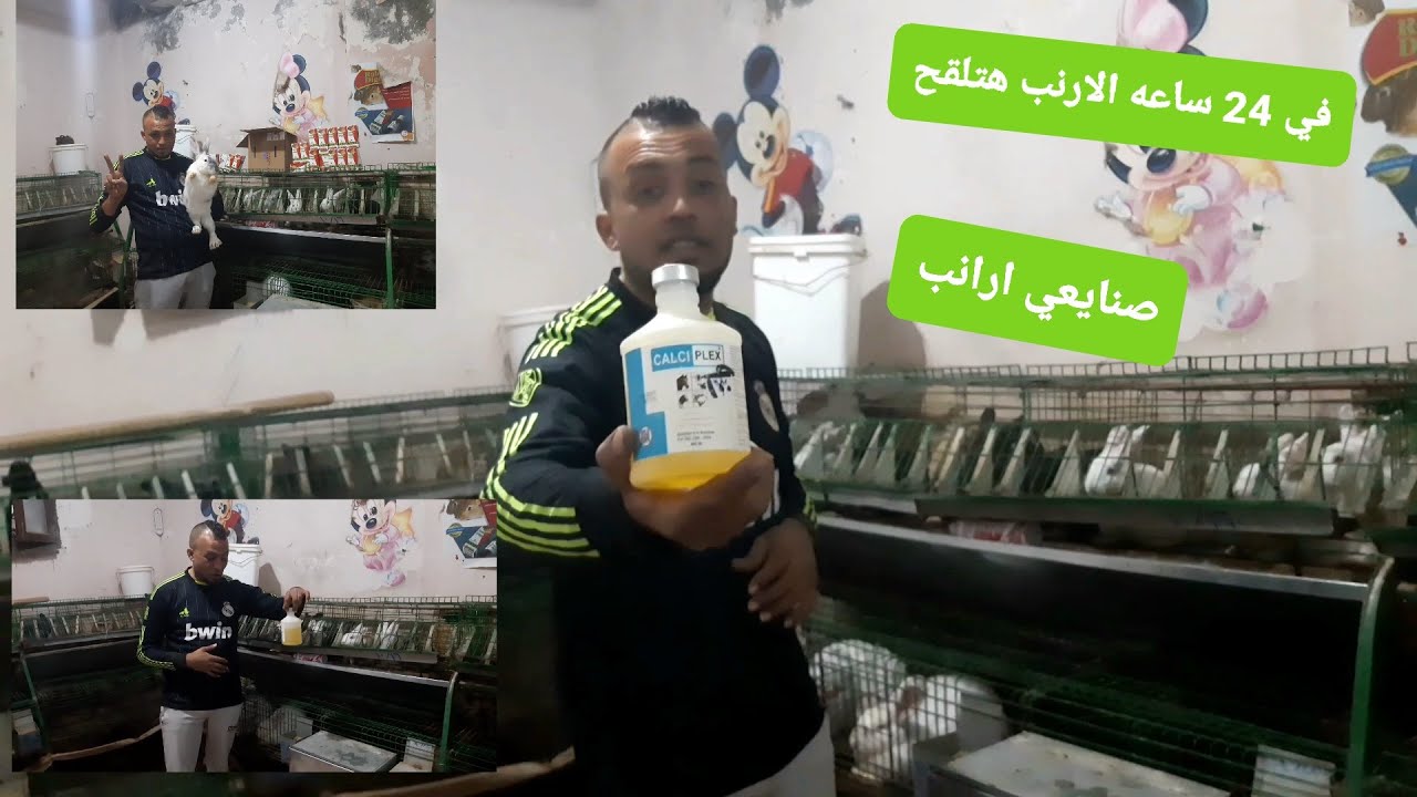 بطل العالم! في الخصوبه عند الانثى الارنب مش عايزه تلقح مافيش انا جئت علي الهدي