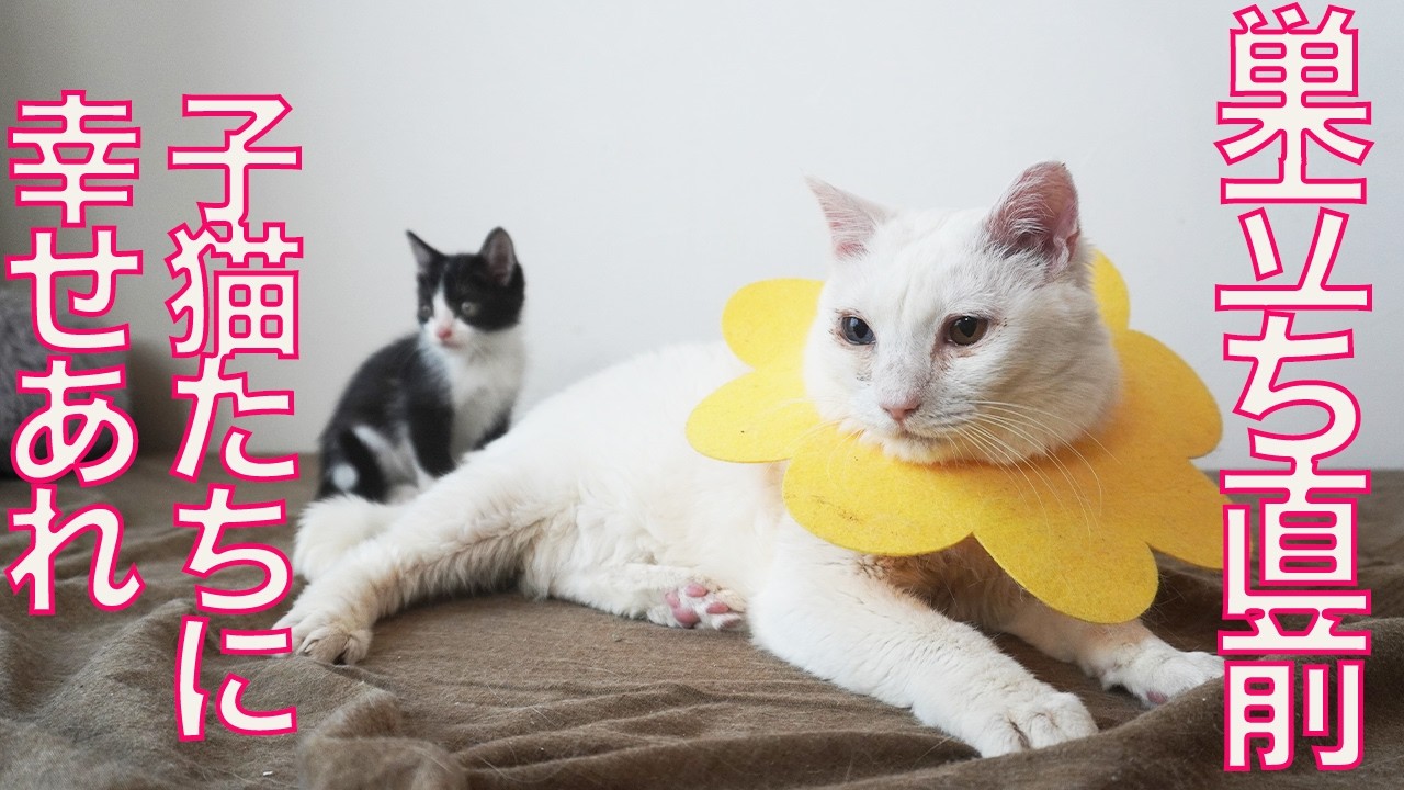 保護子猫兄妹、しあわせ願う巣立ち前日　The kitties just before leaving the nest
