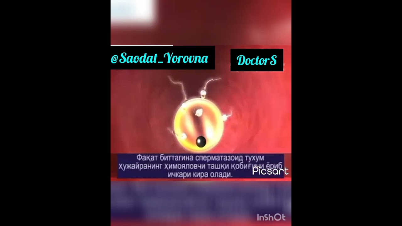 Аёл организмида фолликула етилиши ва овуляция жараёни