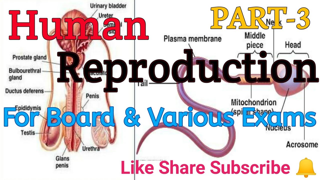 Human Reproduction/class12 ncert/Mammary gland/Gametogenesis/spermatogenesis/structure of sperm Prt3