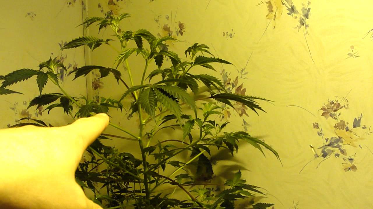 VEG UPDATE CUV'EE ALIEN RIFT GRAPE INFERNO TGA