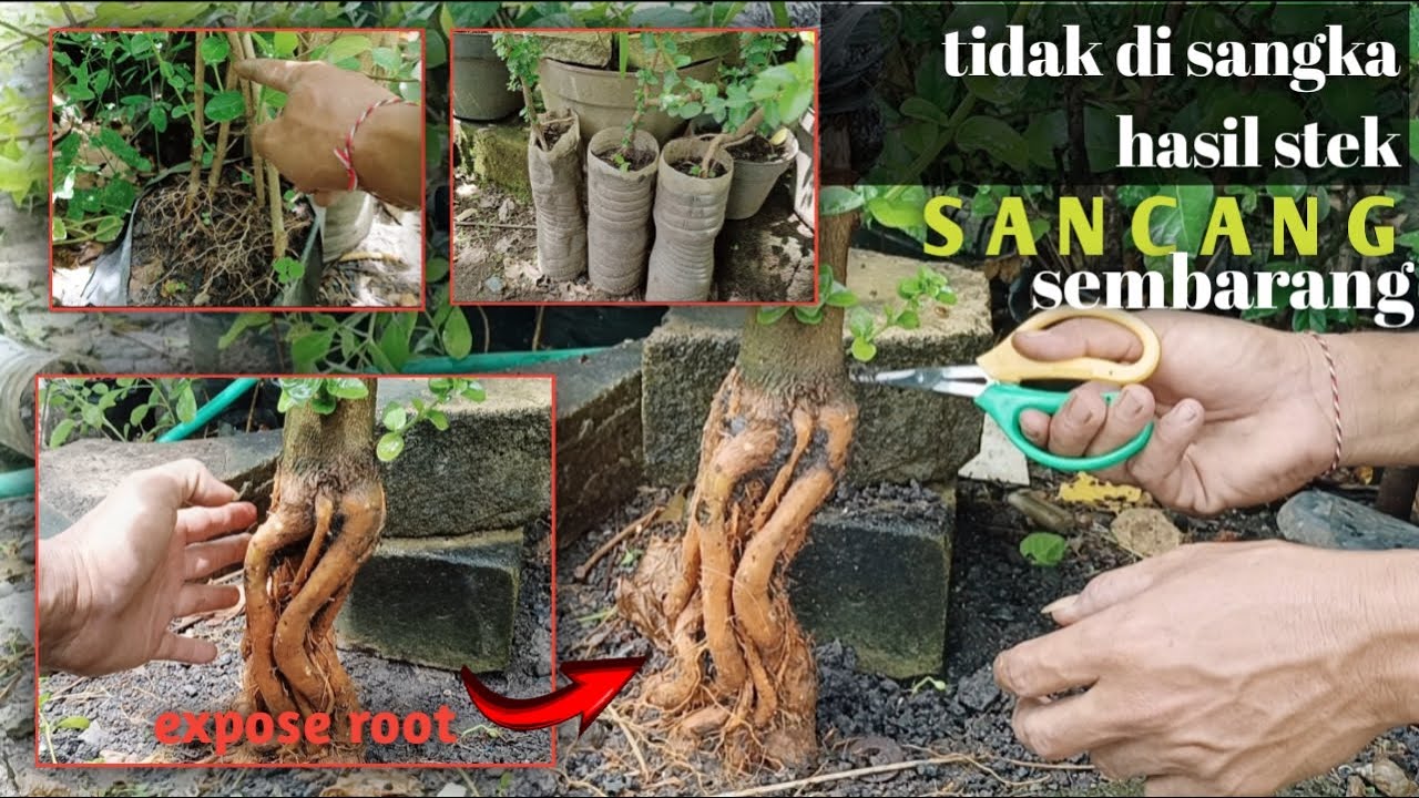 MEMBUAT BONSAI SANCANG/PREMNA MICROPHYLA EXPOSE ROOT DARI STEK SISA POTONGAN@gedebalifarm