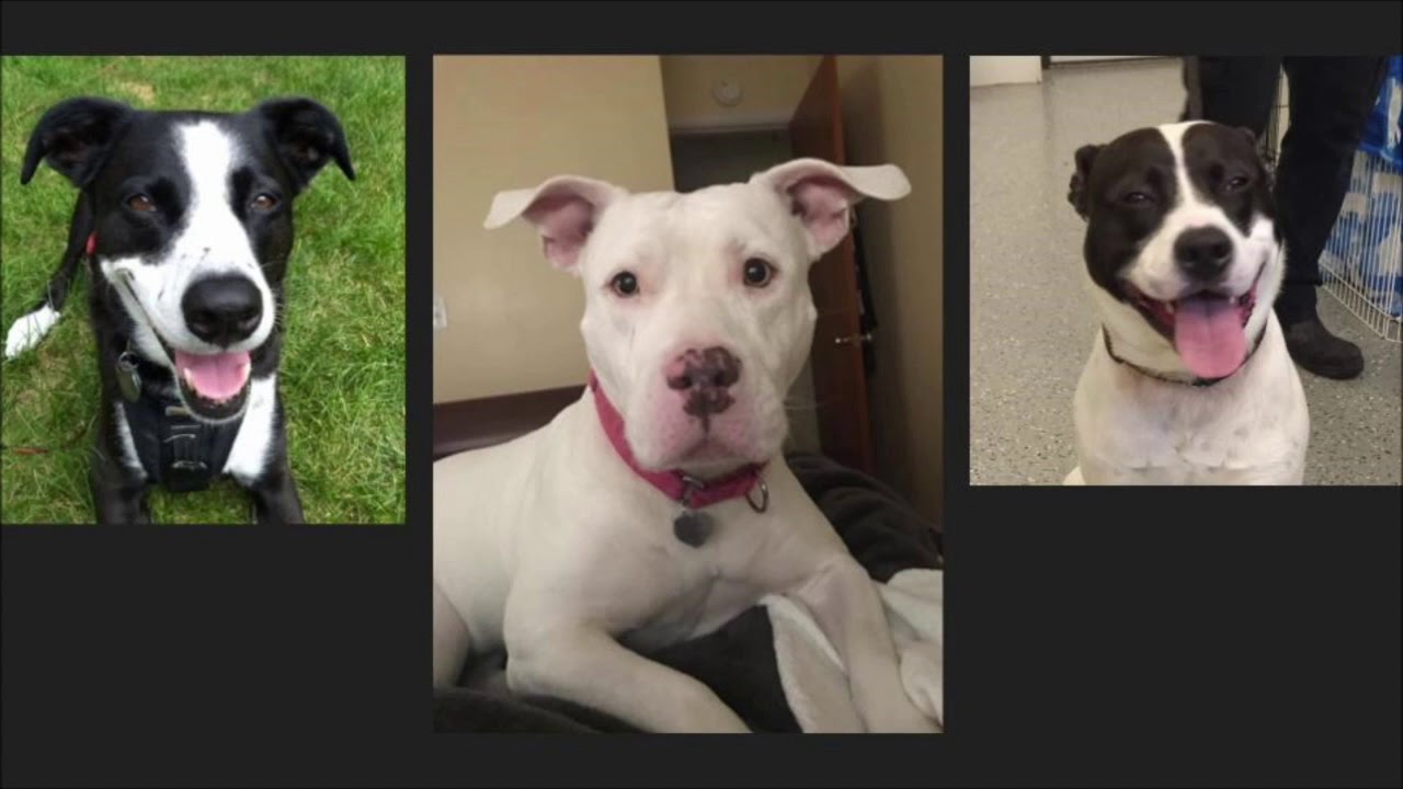 Canine body language: eyes