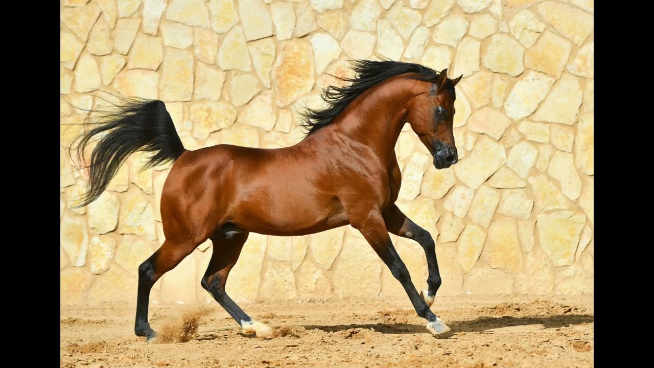 Persian Arab 🇮🇷  ( Horses Of The World - History Of Horses Episode 1 )