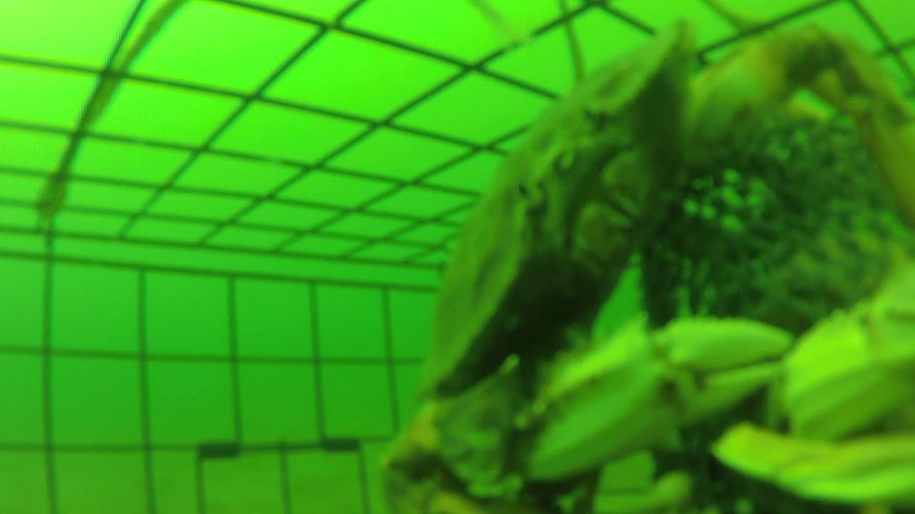 Creepy Crab