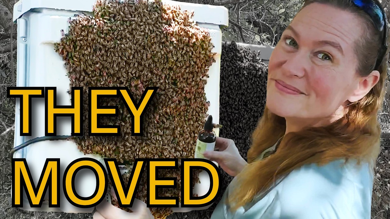 They Chose Our Swarm Trap! Cleaning & Baiting for Bee Season