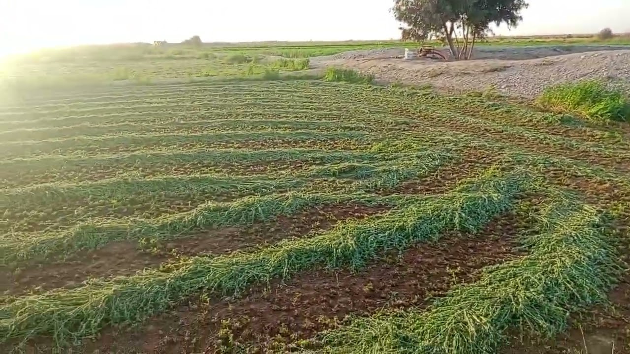 الوادي الجديد الفرافرة التسويق قبل اي انتاج ٠١١٢٢٤٧٤١٨٩