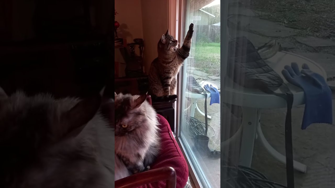Oh Happy Day🇺🇸 is live! #cat #prettyfunny #funnycats #kitten #prettycat #fyp #trending #viral #cute