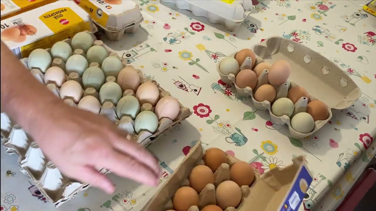 Așez ouăle în incubator și vă povestesc cum procedez eu pentru a scoate puișori.