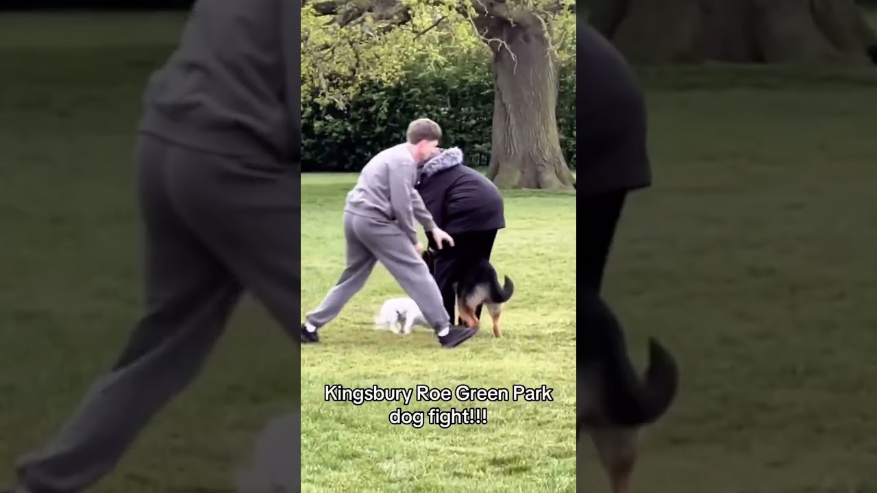 Man Sticks Finger in German Shepherd&rsquo;s Butt.. to Save Tiny Dog&mdash;Insane Park Rescue Caught on Camera
