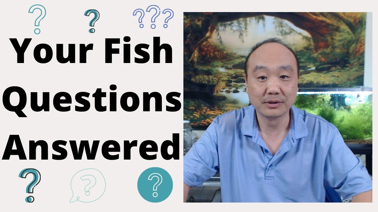 Your Fish Questions Answered