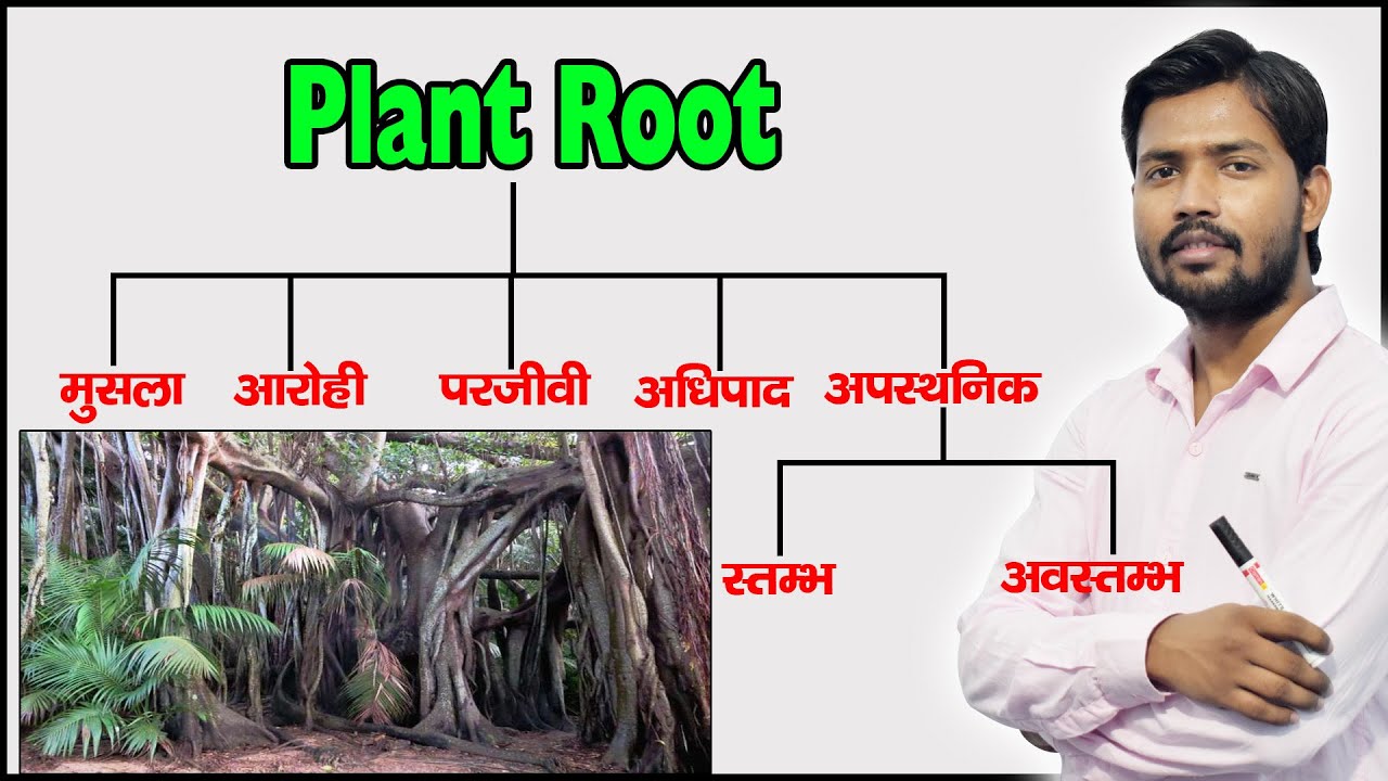 Plant Root and Their Types | Function of Root | Modified Root | in Hindi