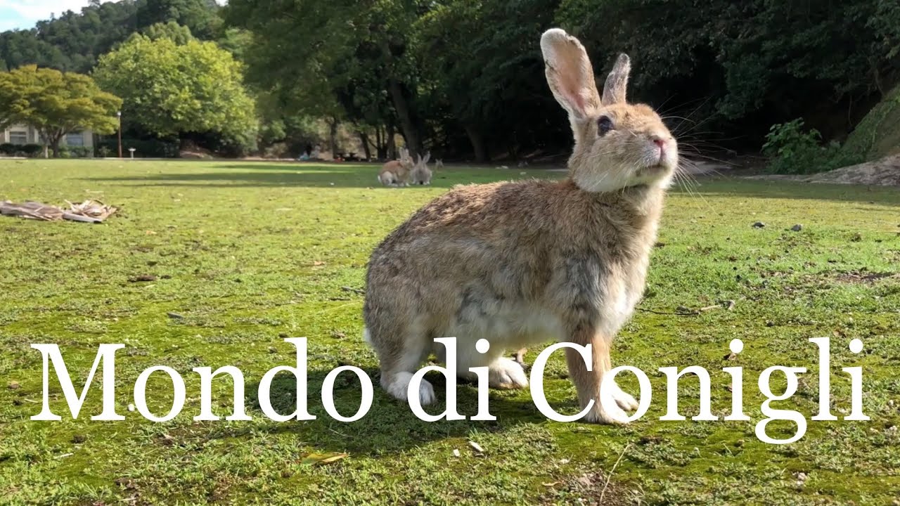 Documentario sui Conigli. Un Viaggio Animato