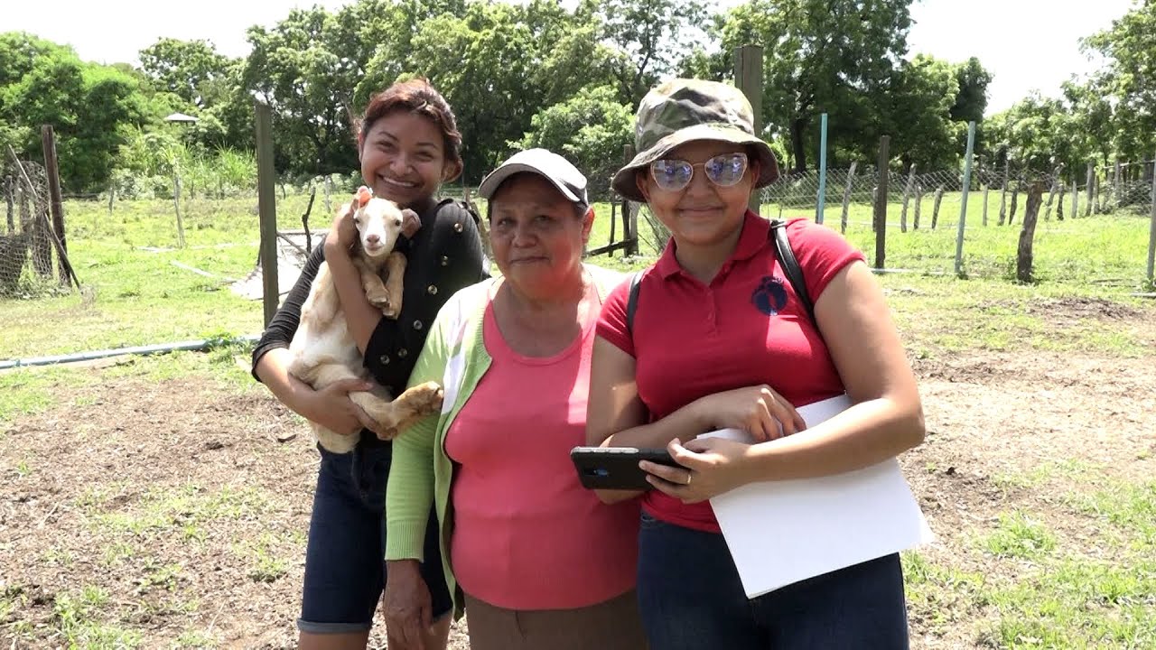 Crece producción de cabras y ovejas en Nicaragua