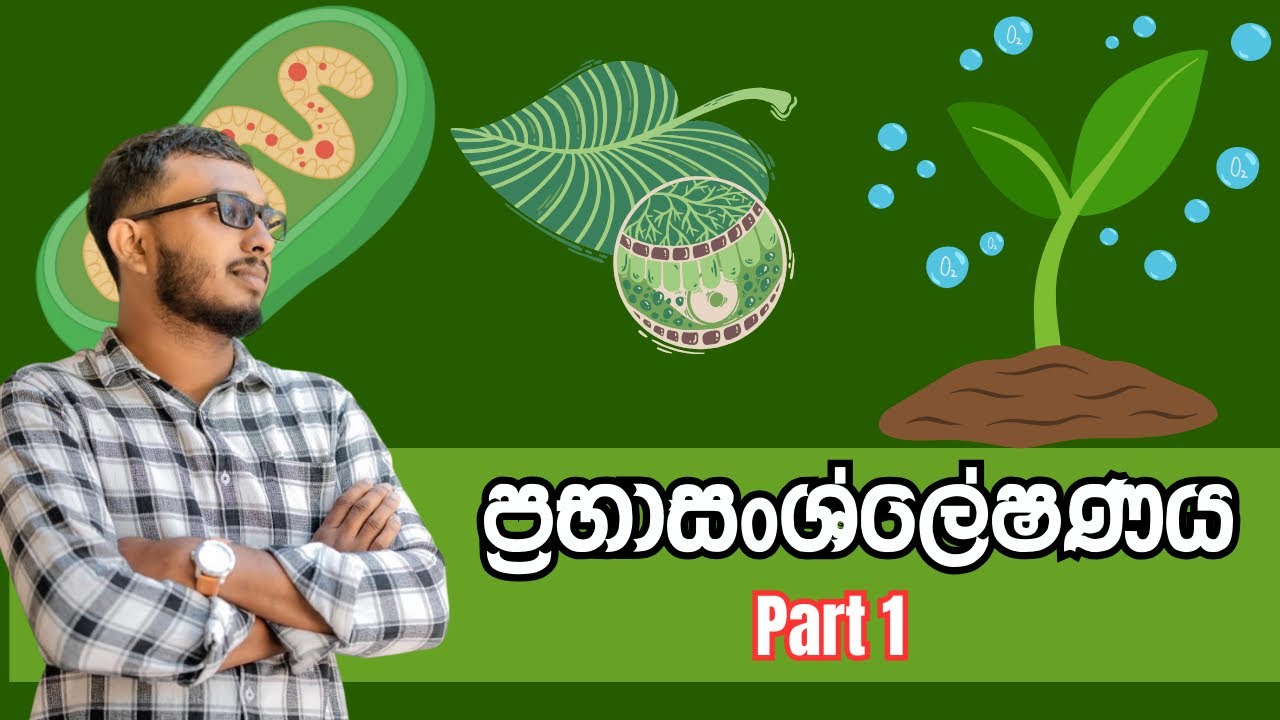 ප්‍රභාසංශ්ලේෂණය ආරම්භය