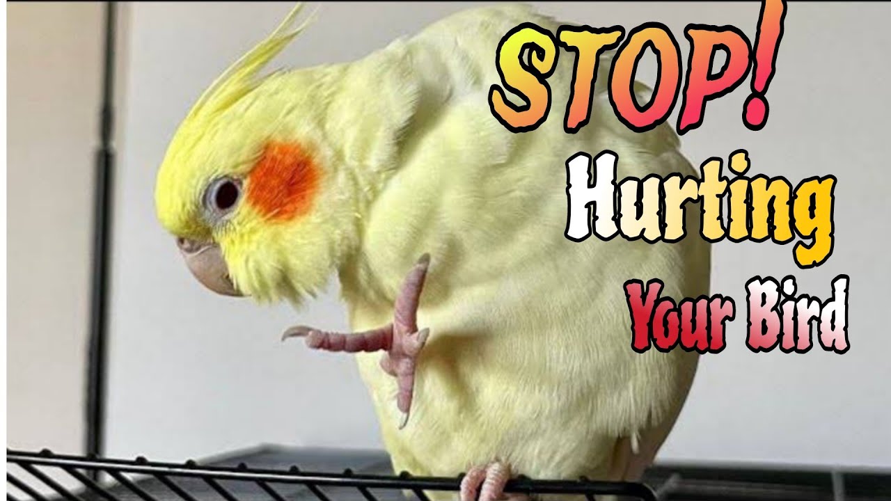 12 Common Mistakes Bird Owners Make And How to Fix Them