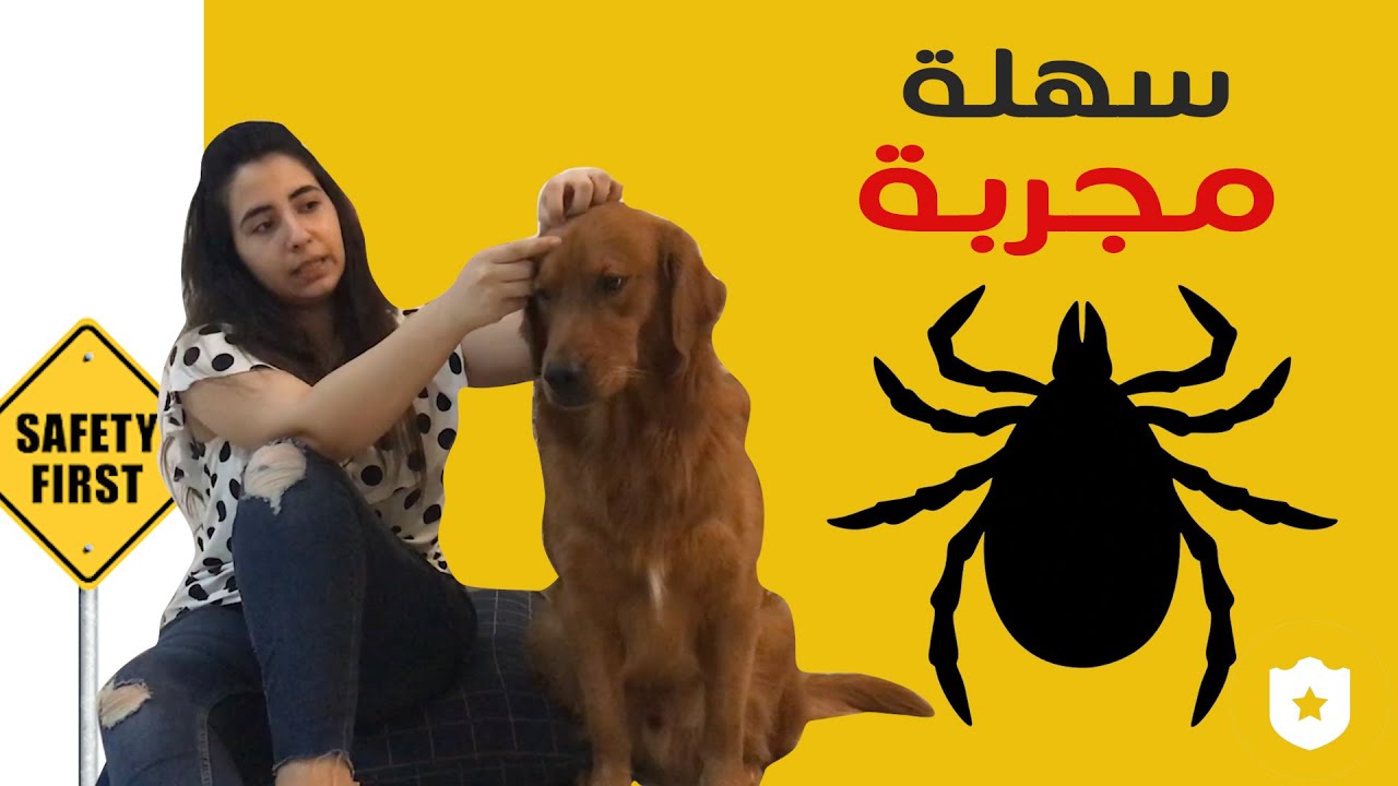 أسهل وأأمن طريقة للقضاء علي القراد عند الكلاب بالخطوات | معلومات مفيدة