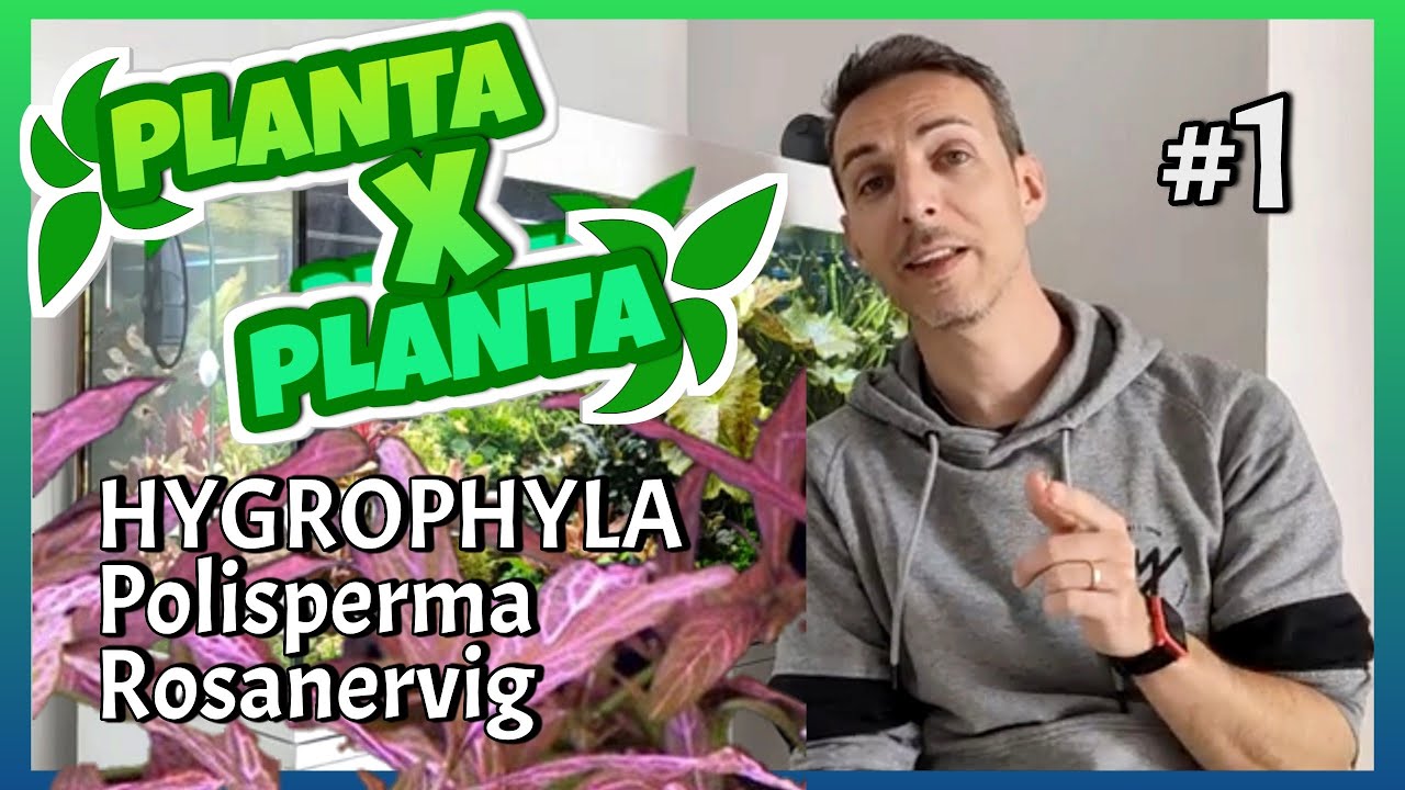🟢 #1  🌿 Hygrophila Polysperma // PLANTA X PLANTA -=l[ MiTu HD ]l=-