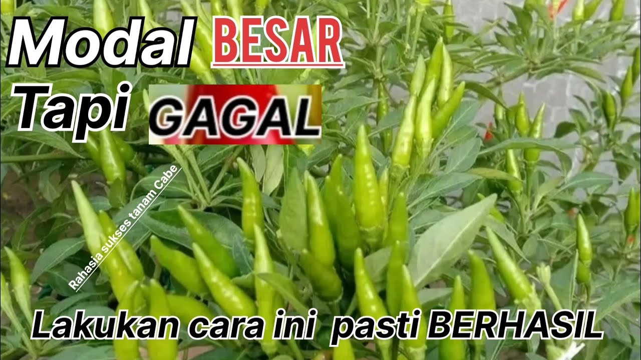 cara tahapan, perawatan, Rawit Hijau 