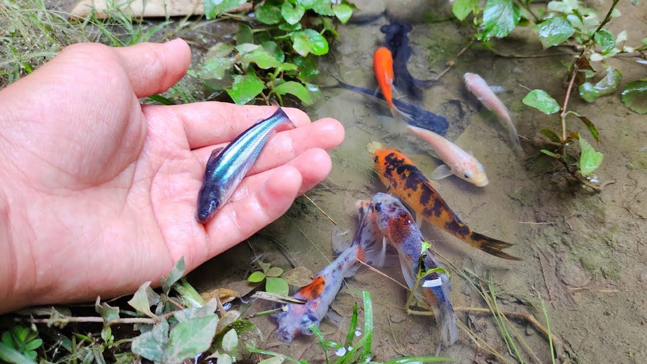 Menangkap Ikan Hias Warna-Warni di Kolam! Cantiknya Bikin Melongo 😱🐠