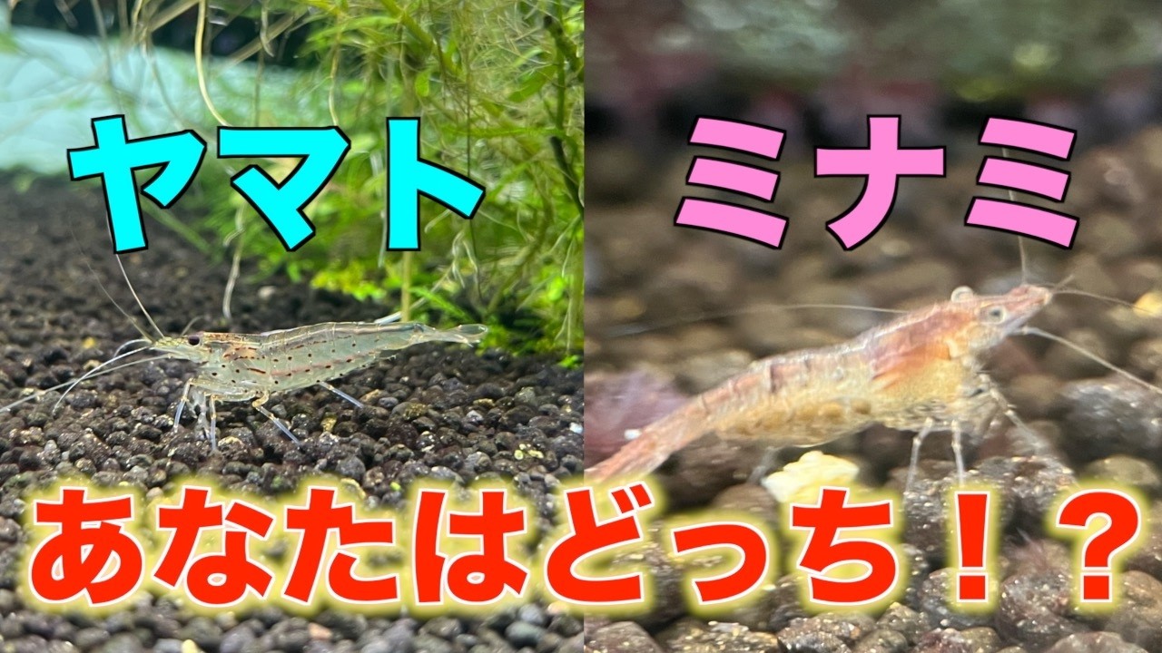 【徹底比較】ヤマトヌマエビとミナミヌマエビ！2種の違いや共通点を分かりやすく解説！