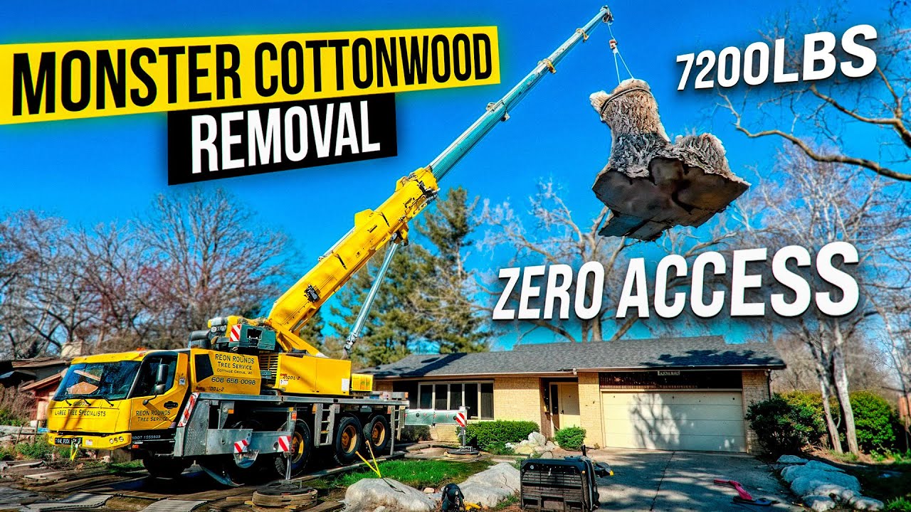 Monster Cottonwood Removal