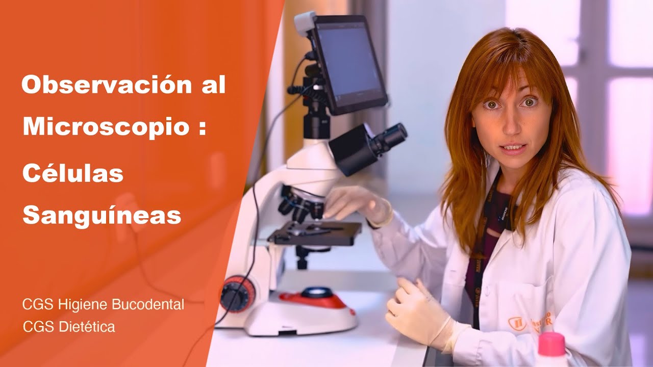 Observación al microscopio células sanguíneas