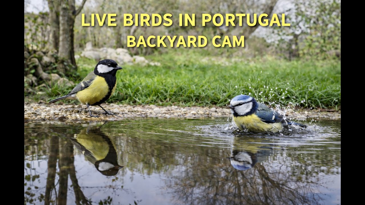 10.01.2026 08:00 🟥 LiveStream – Bird Activity at a Peaceful Backyard Pond