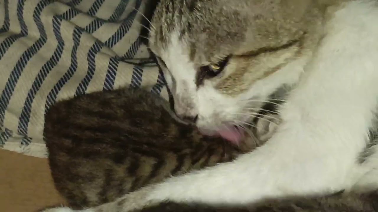 Kucing lagi