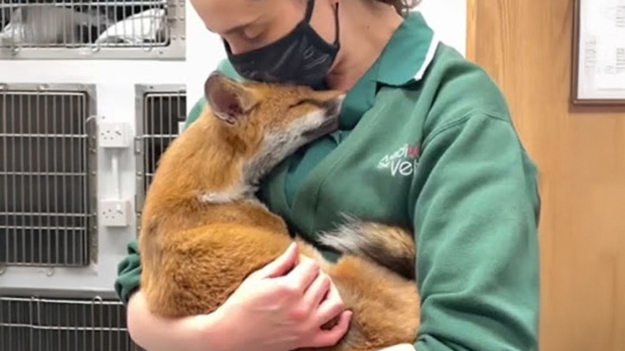 Animals Touch Your Hearts With Their Love ❤️ Funny Wild Animals Video