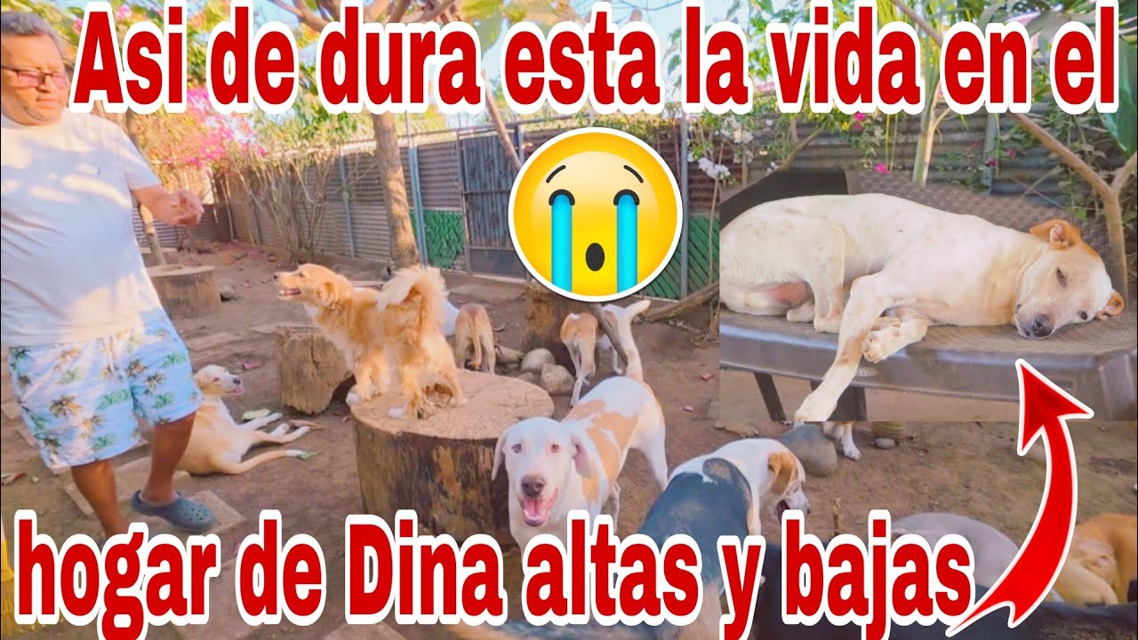 Que ara Dina para arreglar este gran problema que tiene😡😭😳