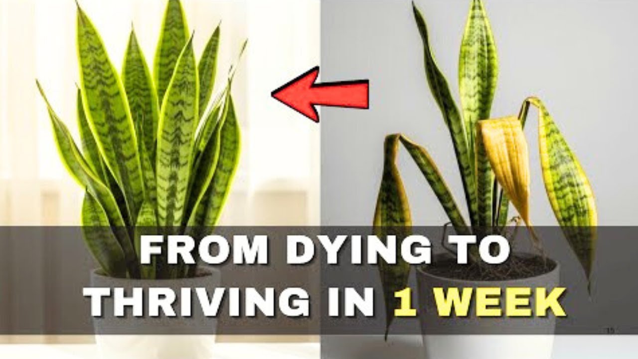 12 Snake Plant Hacks That Will Make Your Plant Thrive Like Never Before 