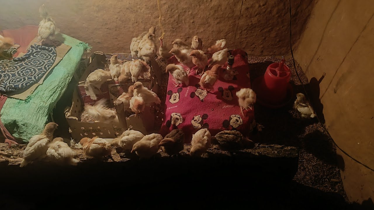 कुखुरालाई दानापानी यसरी खुवाउनुहोस्। chicken farming in Nepal|kukhura palan Kasari garne...
