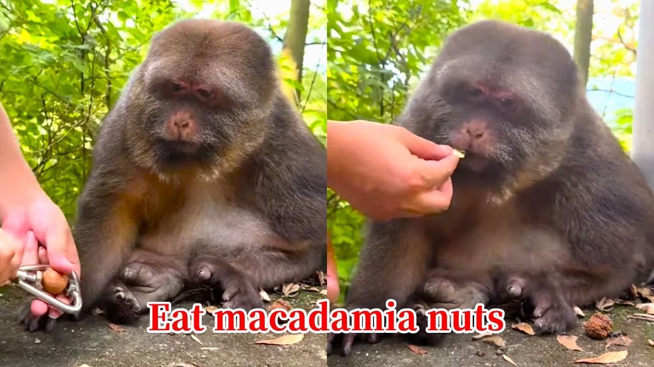 Xingxing: The Macadamia Nuts Are Too Hard! Open Them For Me Quickly!
