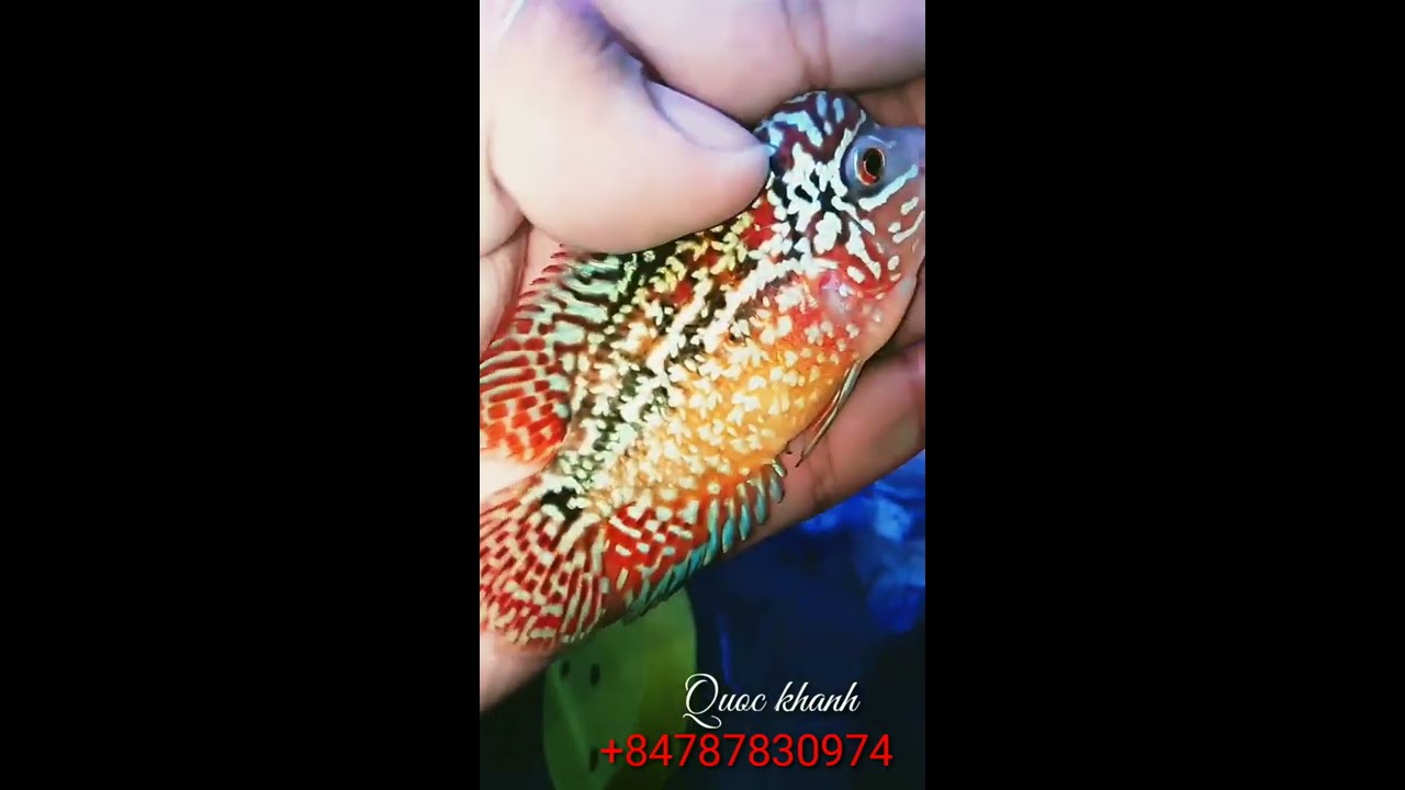 progress kamfa f2