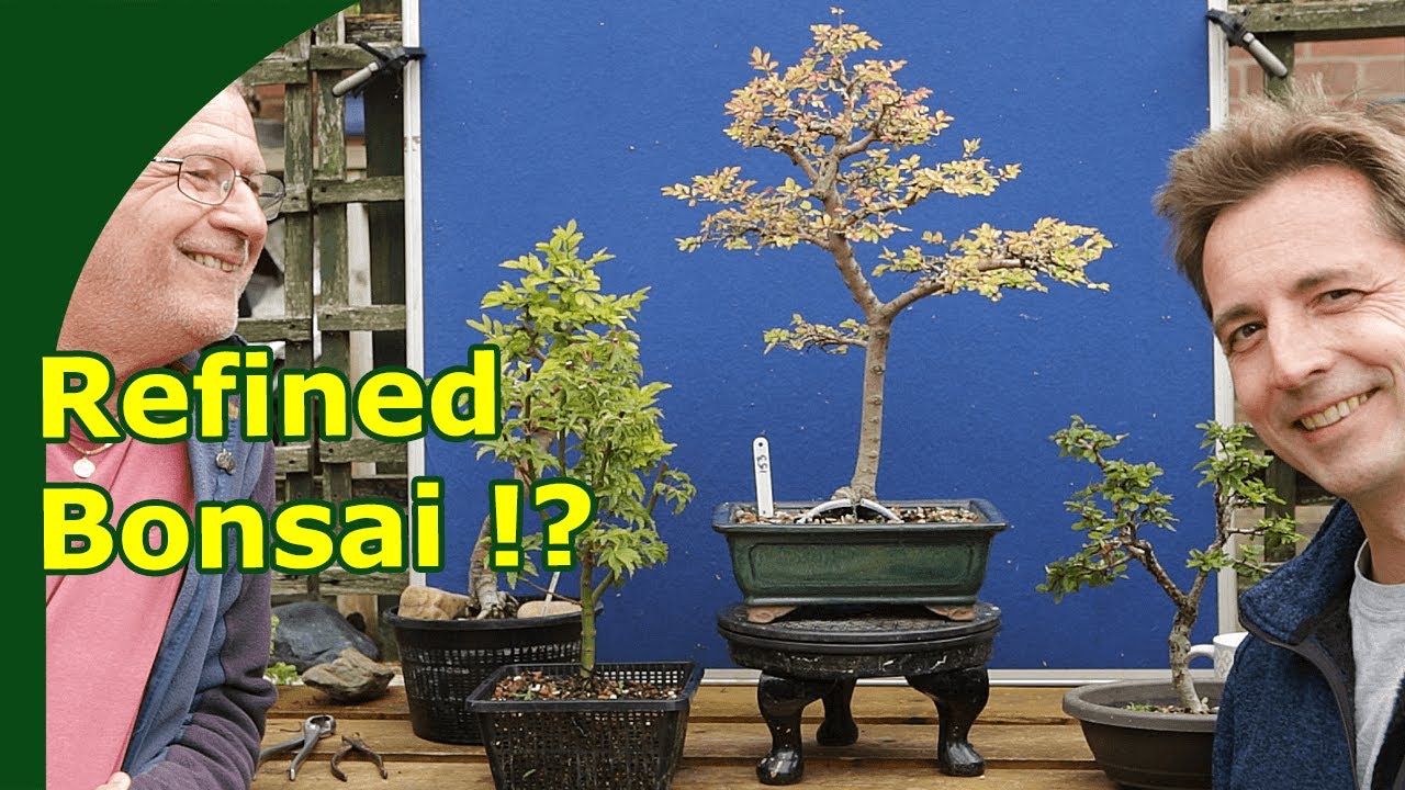 Bonsai: Speed or Quality ?