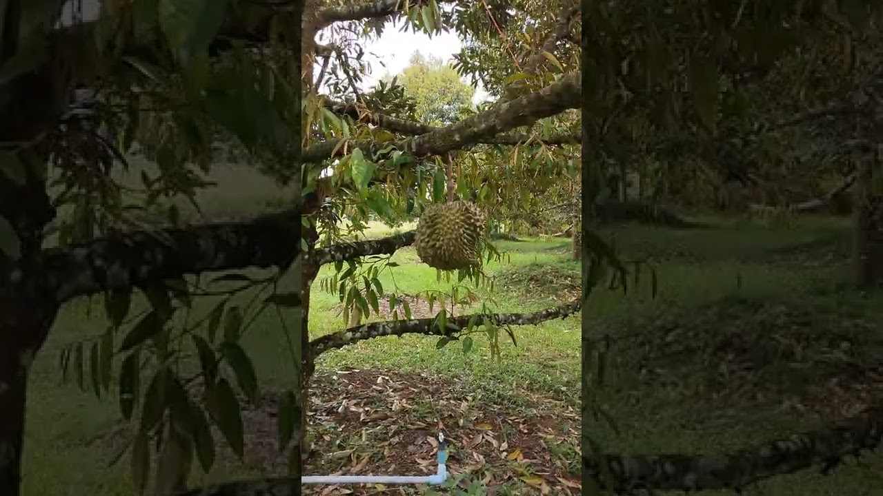 Durian Farm Rayong Thailand