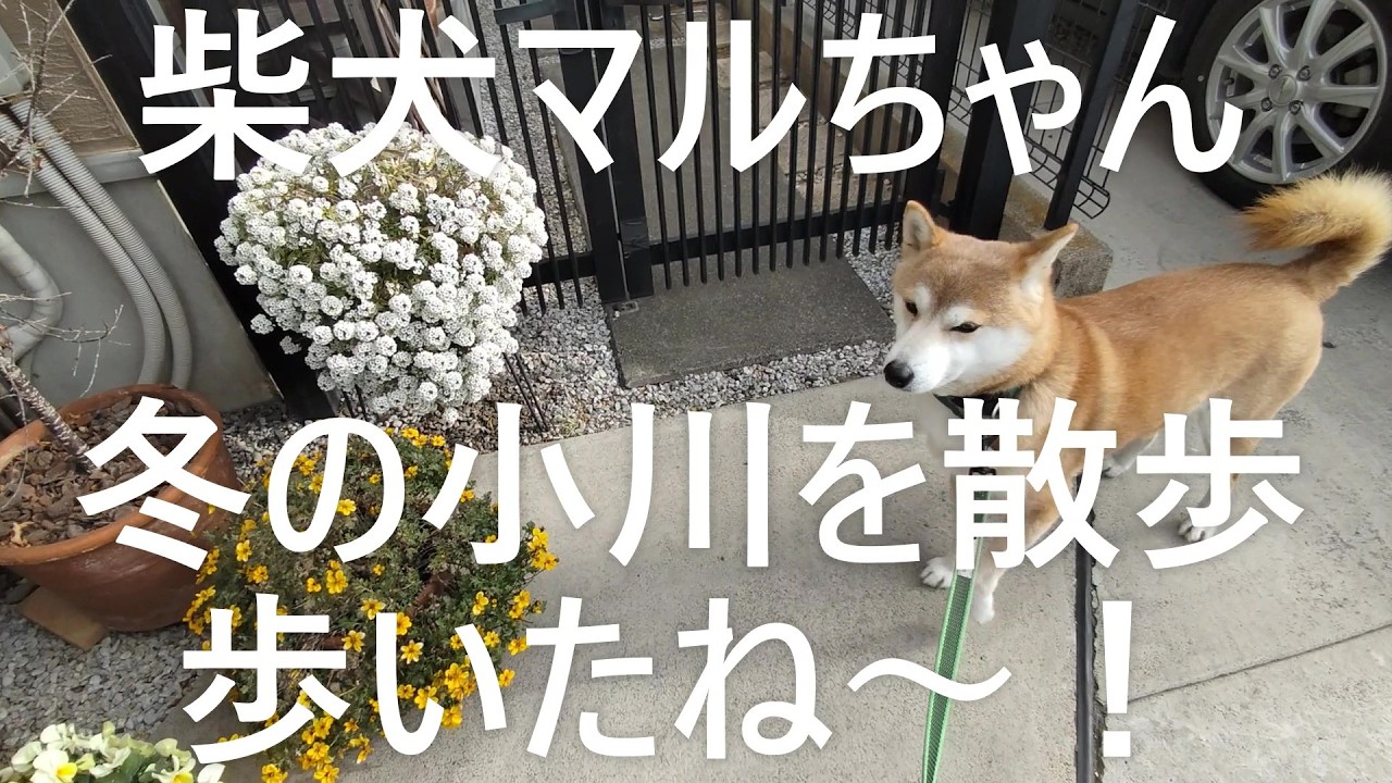 柴犬マルちゃん🐕‍🦺🐕🚶‍♂️🚶‍♀️　冬の小川をマルと散歩する🐕‍🦺🚶‍♂️　カラスの巣が誕生🐦　歩いたね～😂　ちょっと長めの動画なのでお暇なときに見てね～🙏　#ShibaInu Maru-chan