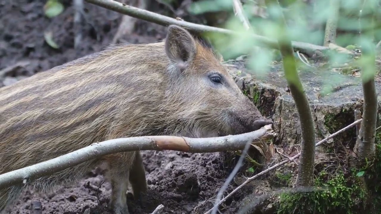 Wildschweine bei uns im Schwarzwald.