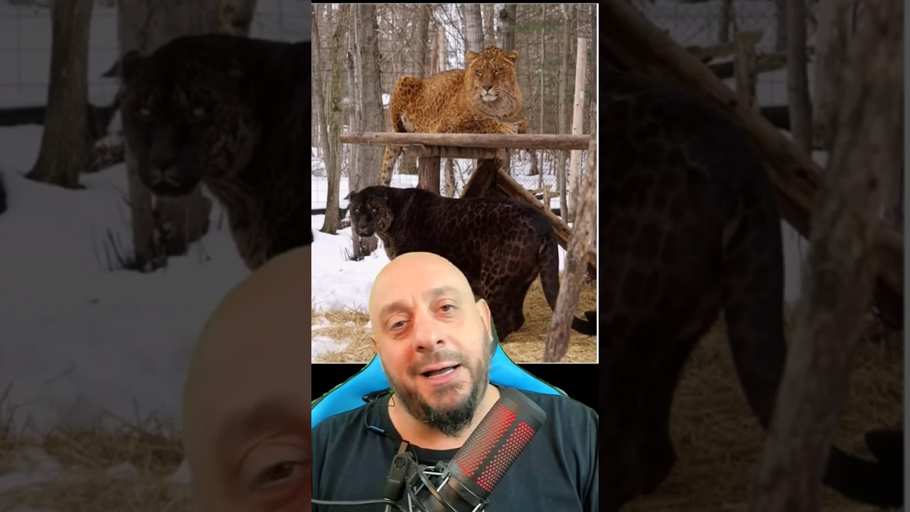 Jagle&atilde;o, h&iacute;brido de On&ccedil;a com Le&atilde;o #animais #bi&oacute;logohenrique #serpentes #biologia
