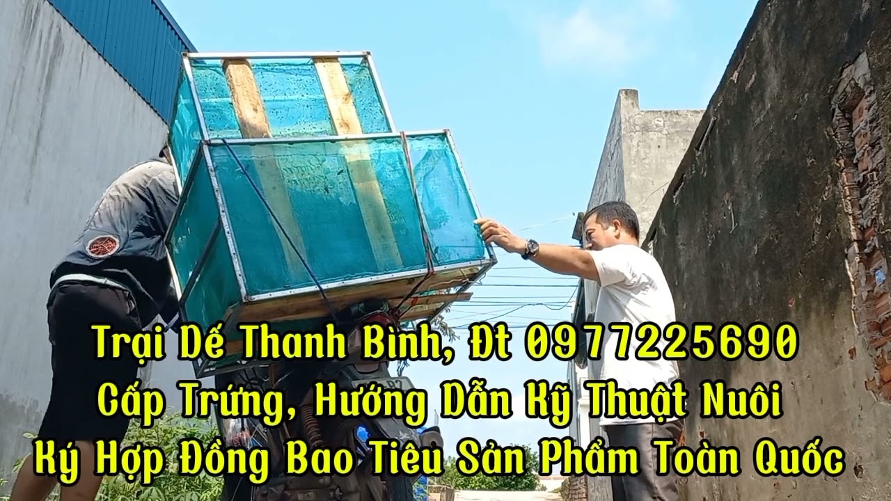 Thanh Niên Nhập 2 Thùng Dế Gần 50kg/ 1 Lần Nhập ( Giá Thu Mua 135000/ 1kg, Giá Cao Nhất Toàn Quốc)