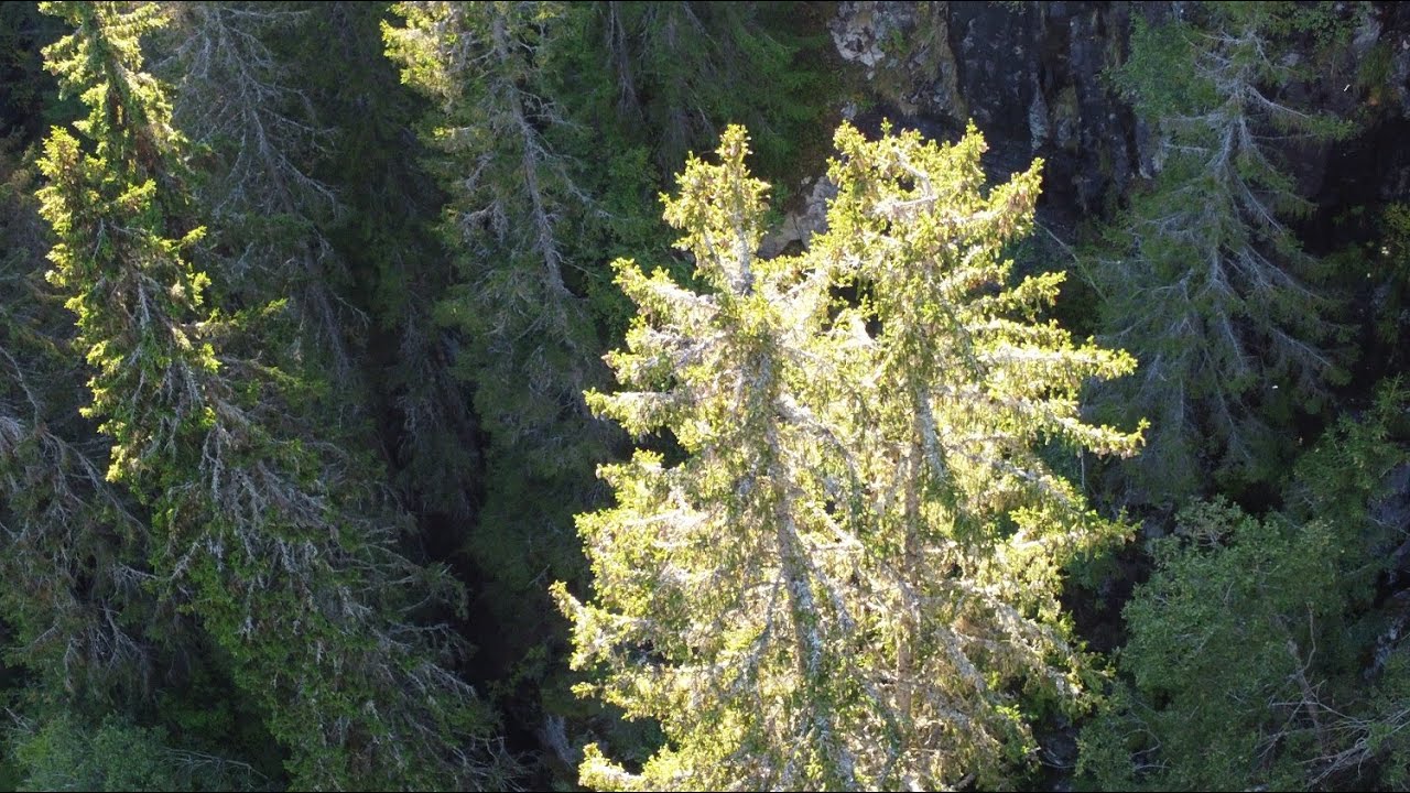 Kjempegrana i Fyresdal
