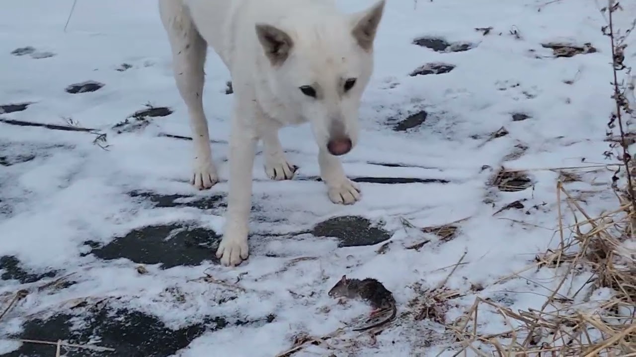 쥐잡은 시골강아지 봄순이 #장수군