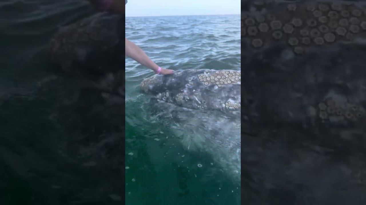 2026-2-17 long version of our grey whale encounter #1 after its surprise spy hop