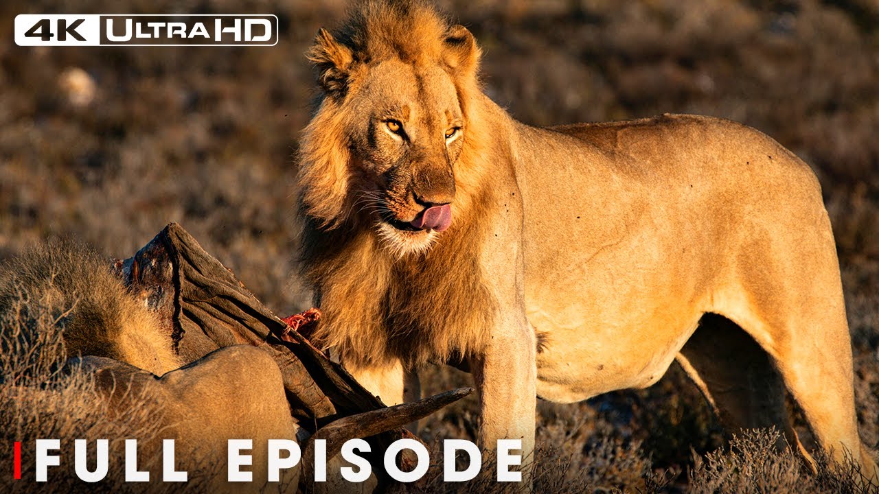 The Most Dramatic Moments from the Natural World (Full Episode) | Nature Animal Documentary