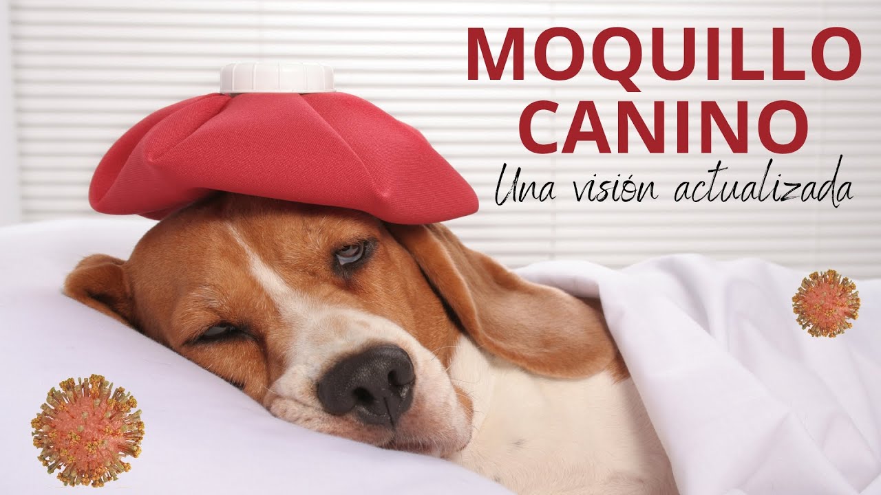 Moquillo canino - Una enfermedad devastadora. Una visión actual sobre Distemper (Moquillo) en perros