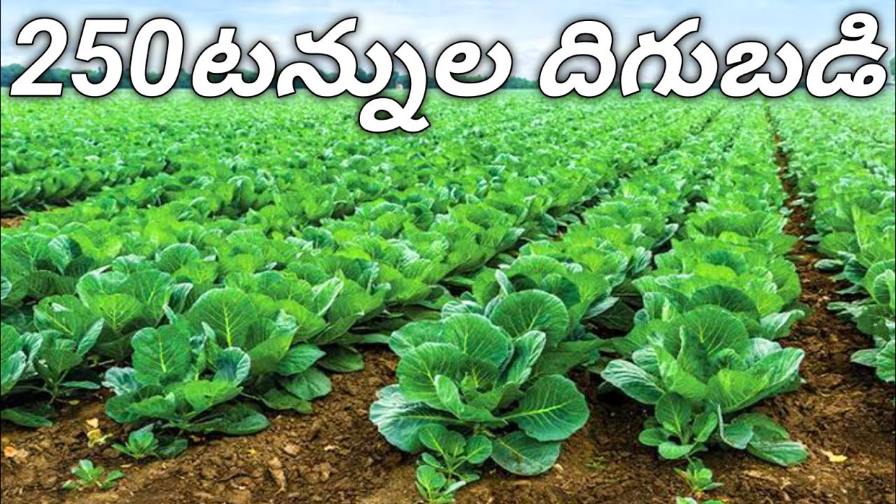 క్యాబేజీ పంట సాగు చేసే విధానం వివరణ// Cabbage 🥬 farming explanation..