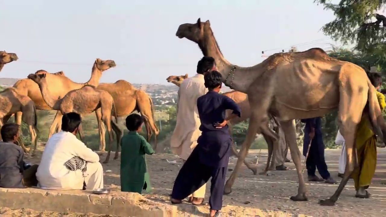#travelcamel #animals #camel #camelcamelcamel