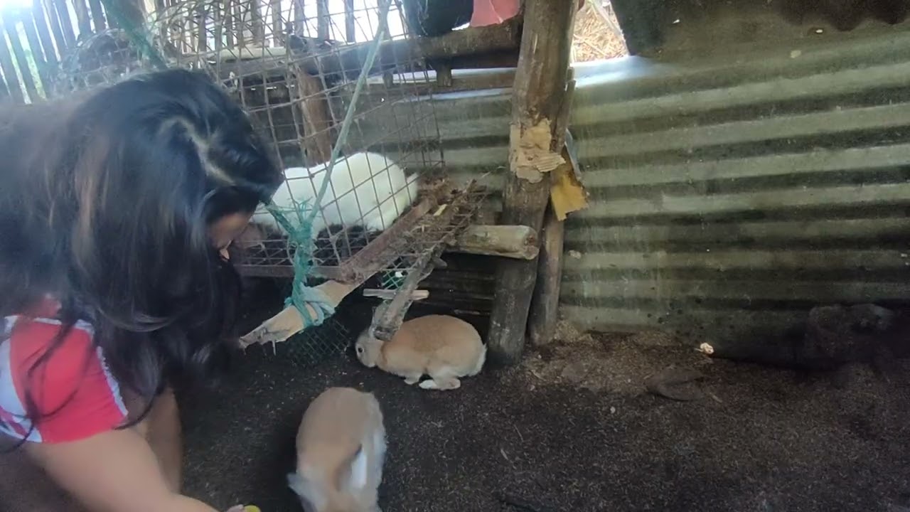 Feeding my rabbits 
